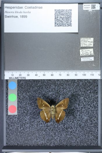 Media type: image;   Entomology 59071